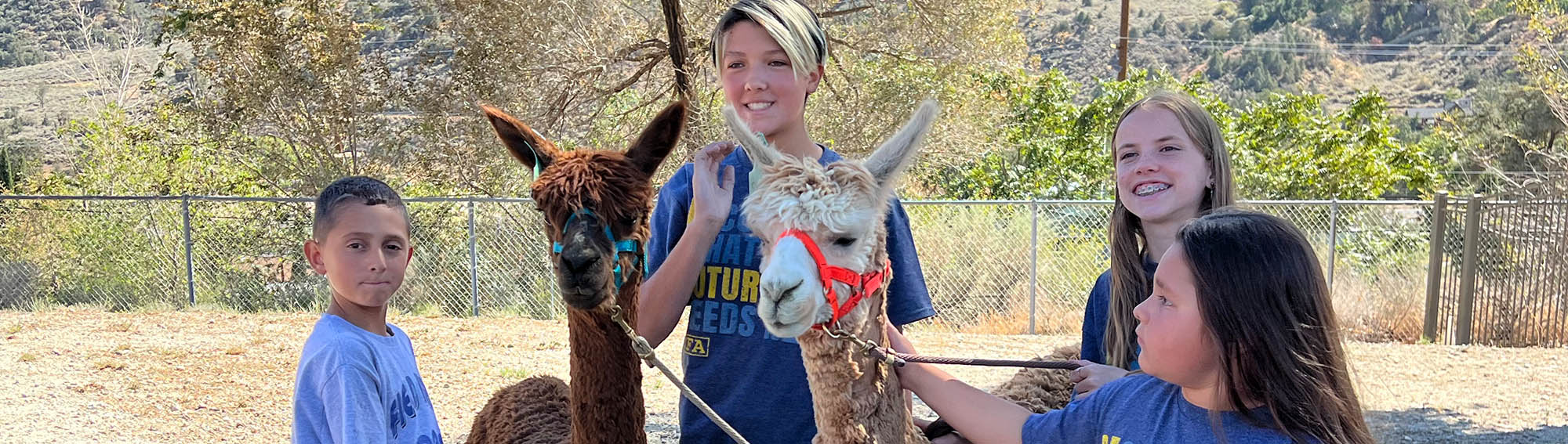 four students with two llamas