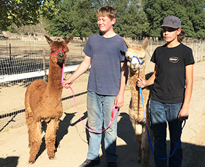 Two male students holding alpacas by a leash outside
